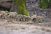 Wild Boar (Sus scrofa ) piglets in the woods, Private park, Haute Saone, France