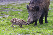 Wild Boar (Sus scrofa ) sow and piglet, Private park, Haute Saone, France