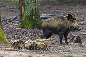 Wild Boar (Sus scrofa ) sow and piglets, Private park, Haute Saone, France