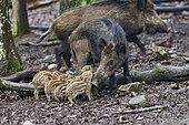 Wild Boar (Sus scrofa ) sow and piglets, Private park, Haute Saone, France