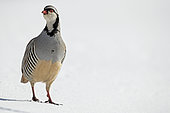 Rock Partridge (Alectoris graeca) on snow in the pre-Alps, Fribourg, Switzerland
