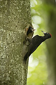 Black Woodpecker (Dryocopus martius) Male at nest with young, Vaud, Switzerland