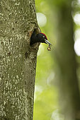 Black woodpecker (Dryocopus martius), nesting with a faecal sac in its beak, Vaud, Switzerland