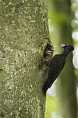 Black Woodpecker (Dryocopus martius) Male at nest with young, Vaud, Switzerland