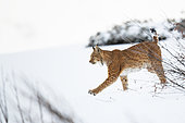 Eurasian Lynx (Lynx lynx) Male in the snow, Fribourg Alps, Switzerland.