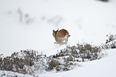Eurasian Lynx (Lynx lynx) Male in the snow, Fribourg Alps, Switzerland.