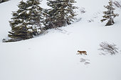 Eurasian Lynx (Lynx lynx) Male in the snow, Fribourg Alps, Switzerland.