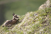 Alpine Chamois (Rupicapra rupicapra) young lying in the grass, Swiss Jura.