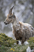 Alpine Ibex (Capra ibex) female, French Alps.