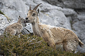 Alpine Ibex (Capra ibex) female and its newly born young, still with the umbilical cord, French Alps.