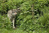 European wolf (Canis lupus lupus), female, in a wildlife park, Vaud, Switzerland.