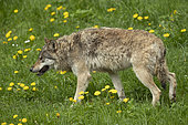European wolf (Canis lupus lupus) in a wildlife park, Vaud, Switzerland.