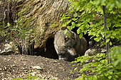 European wolf (Canis lupus lupus), female and her young in her den, in a wildlife park, Vaud, Switzerland.