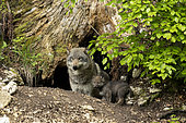 European wolf (Canis lupus lupus), female and her young in her den, in a wildlife park, Vaud, Switzerland.