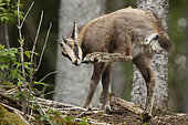 Alpine Chamois (Rupicapra rupicapra) yearling, Swiss Jura.
