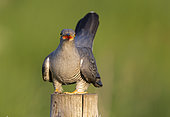 Cuckoo (Cuculus canorus) perched on a post, England
