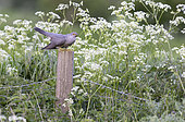 Cuckoo (Cuculus canorus) perched on a post amongst cow parsley (Anthriscus sylvestris)