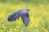 Cuckoo (Cuculus canorus) in flight over buttercups, England