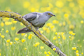 Cuckoo (Cuculus canorus) perched amongst buttercup (Ranunculus), England