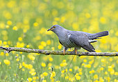 Cuckoo (Cuculus canorus) perched amongst buttercup (Ranunculus sp), England