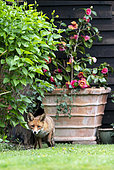 Red fox (Vulpes vulpes) in a house garden, England