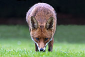 Red fox (Vulpes vulpes) in a house garden, Angleterre