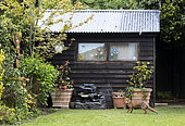 Renard roux (Vulpes vulpes) dans le jardin d'une maison, Angleterre