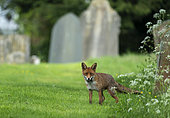 Red fox (Vulpes vulpes) amongst tombstones, England