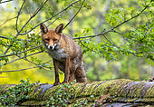 Red fox (Vulpes vulpes) standing on top of a wall, england