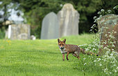 Red fox (Vulpes vulpes) amongst tombstones, England