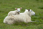 Sheep ( Ovis aries) young lying on mother`s back, England