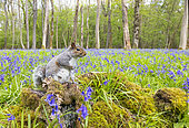 Grey squirrel (Sciurus carolinensis) standing on a tree stump, England