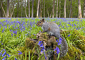 Grey squirrel (Sciurus carolinensis) standing on a tree stump, England
