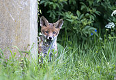 Red fox (Vulpes vulpes) cub amongst tombstones, England