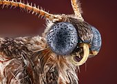 Winter moth (Operophtera brumata) male