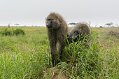 Olive Baboon (Papio anubis), Seronera, Serengeti National Park, Tanzania.