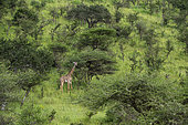 Girafe masaï (Giraffa camelopardalis tippelskirchi) dans la savane boisée, Ndutu, zone de conservation de Ngorongoro, Serengeti, Tanzanie.