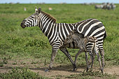 Plains zebras (Equus quagga), Ndutu, Ngorongoro Conservation Area, Serengeti, Tanzania.