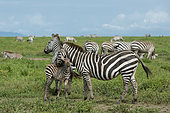 Plains zebras (Equus quagga), Ndutu, Ngorongoro Conservation Area, Serengeti, Tanzania.