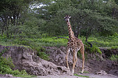 Masai giraffe (Giraffa camelopardalis tippelskirchi), Ndutu, Ngorongoro Conservation Area, Serengeti, Tanzania.