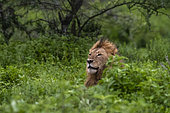 Lion (Panthera leo), Ndutu, Ngorongoro Conservation Area, Serengeti, Tanzania.