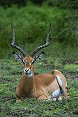 Male impala (Aepyceros melampus), Ndutu, Ngorongoro Conservation Area, Serengeti, Tanzania.