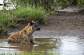 Spotted hyena (Crocuta crocuta), Ndutu, Ngorongoro Conservation Area, Serengeti, Tanzania.