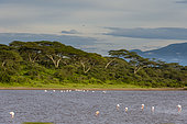 Greater flamingos (Phoenicopterus roseus) on the lake Ndutu, Ngorongoro Conservation Area, Serengeti, Tanzania.