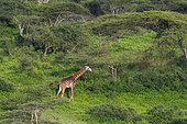 Masai giraffe (Giraffa camelopardalis tippelskirchi), Ndutu, Ngorongoro Conservation Area, Serengeti, Tanzania.