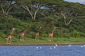 Girafe masaï (Giraffa camelopardalis tippelskirchi) groupe sur la berge, Ndutu, zone de conservation de Ngorongoro, Serengeti, Tanzanie.