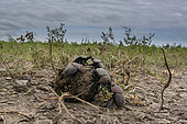 Dung beetles (Scarabaeidae) rolling dung ball, Ndutu, Ngorongoro Conservation Area, Serengeti, Tanzania.