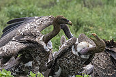 White-backed vultures (Gyps africanus) on a carcass, Ndutu, Ngorongoro Conservation Area, Serengeti, Tanzania.