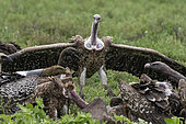 White-backed vultures (Gyps africanus) on a carcass, Ndutu, Ngorongoro Conservation Area, Serengeti, Tanzania.