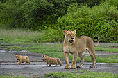 Lion (Panthera leo) lioness with its 4 weeks old cubs, Ndutu, Ngorongoro Conservation Area, Serengeti, Tanzania.